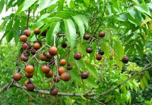 árbol que produce Jabón