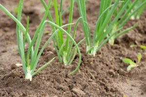 El cultivo de la cebolla