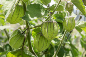 Guía para el cultivo de Physalis