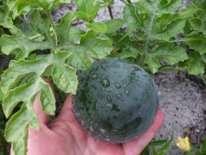 la sandia: plagas y enfermedades