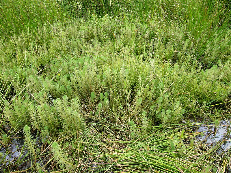 Myriophyllum verticillatum 